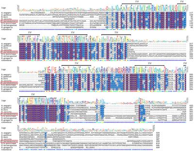 Inhibitory Role of the Mud Crab Short Neuropeptide F in Vitellogenesis and Oocyte Maturation via Autocrine/Paracrine Signaling